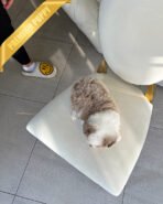 AURORA - FEMALE (PURCHASED by BONNIE) - Image 4