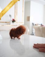 CINNAMON - FEMALE (PURCHASED by KENRIC) - Image 5