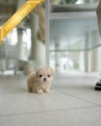 CHLOE - FEMALE (PURCHASED by DAVID)