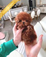 SOPHIA - FEMALE (PURCHASED by BILL)