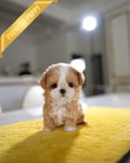 CHLOE - FEMALE - Image 2