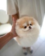 KISSES - FEMALE (PURCHASED by MIA) - Image 2