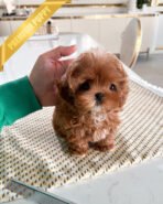 JESSICA - FEMALE (PURCHASED by SHIN) - Image 4