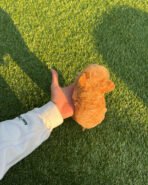 Mr. PICKLES - MALE (PURCHASED by CARY) - Image 6