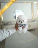 CHIP - MALE (PURCHASED by CATHERINE) - Image 2