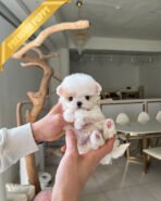 GELTA - FEMALE (PURCHASED by JANG)