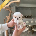 GELTA - FEMALE (PURCHASED by JANG)