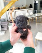 ONYX - MALE (PURCHASED by ANNIE) - Image 2