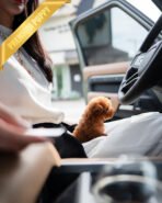 MILO - MALE (PURCHASED by LILIANA) - Image 4