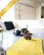 LYON - MALE (PURCHASED by EVI) - Image 6