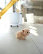 HENRI - MALE (PURCHASED by SARA) - Image 6