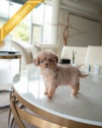 DEXTER - MALE (PURCHASED by GARRICK) - Image 2