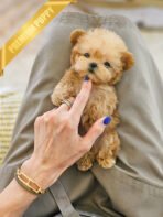 EWAN - MALE (PURCHASED by LEE)