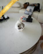 PUFFIN - FEMALE (PURCHASED by SWAN) - Image 5