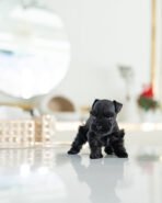 BAILEY - FEMALE (PURCHASED by JORGE) - Image 3