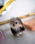 STELLA - FEMALE (PURCHASED by ALLA) - Image 3