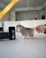 LUNA - FEMALE (PURCHASED by ROSIE) - Image 3