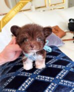 HERSHEY - MALE (PURCHASED by ASHLEY) - Image 3