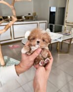 BENJI - MALE (PURCHASED by JINI) - Image 2