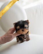 JAKE - MALE (PURCHASED by TRACY) - Image 3