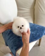 ROMEO - MALE (PURCHASED by BELL) - Image 2