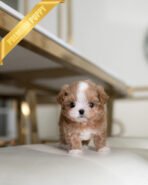 MARCO - MALE (PURCHASED by LUIS) - Image 2