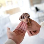 BROWNIE - FEMALE (PURCHASED by JARED)