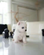 LUCKY - MALE (PURCHASED by ZHEN)