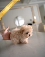 LALA - FEMALE (PURCHASED by CHLOE) - Image 3