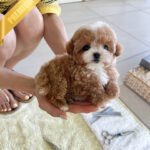 CHANEL - FEMALE (PURCHASED by RT)