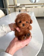 OLIVER - MALE (PURCHASED by ALEXIA&GREGORY)