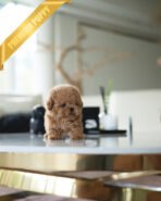 DOLLY - FEMALE (PURCHASED by ROCIO) - Image 2