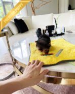 ZOEY - FEMALE (PURCHASED by ALMA) - Image 3