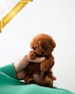 TORY - MALE (PURCHASED by MARIA)