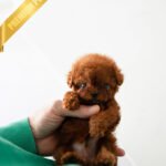 TORY - MALE (PURCHASED by MARIA)