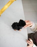 STELLA - FEMALE (PURCHASED by REBECA) - Image 6