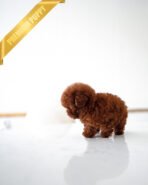 VELVET - FEMALE (PURCHASED by ARMANDINA) - Image 3