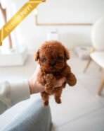 AMELIA - FEMALE (PURCHASED by ESTEFANIA) - Image 2