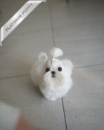 BENTLEY - MALE (PURCHASED by LILLIAN)