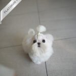 BENTLEY - MALE (PURCHASED by LILLIAN)