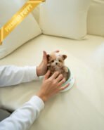 DOLORES - FEMALE (PURCHASED by MELBOURNE) - Image 3