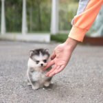 DIAMOND - FEMALE (PURCHASED by KURDI)