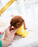 MONTY - MALE (PURCHASED by JUSTINA) - Image 3