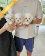 LADY & POLAR & TOBY - FEMALE & MALE