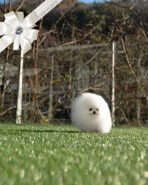 ARWEN - FEMALE (PURCHASED by WANG) - Image 3