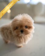 ESME - FEMALE (PURCHASED by GABI) - Image 4