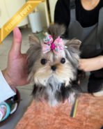 LILIANA - FEMALE (PURCHASED by TOMMY) - Image 2