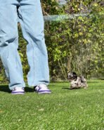 HUGO - MALE (PURCHASED by CHEVY & CHALlSA) - Image 5