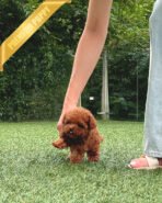 AMELIA - FEMALE (PURCHASED by TAMARA) - Image 3