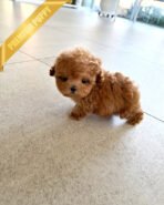 BELLA - FEMALE (PURCHASED by LAURA) - Image 3